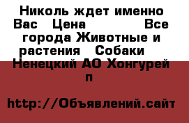 Николь ждет именно Вас › Цена ­ 25 000 - Все города Животные и растения » Собаки   . Ненецкий АО,Хонгурей п.